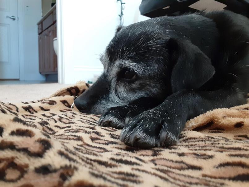 Luna, labradora negra, descansando en su manta