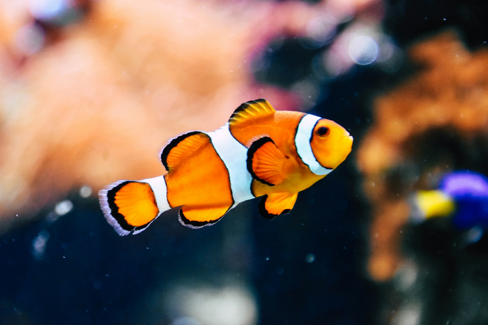Amphiprioninae